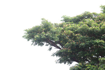 Green leaves on white background