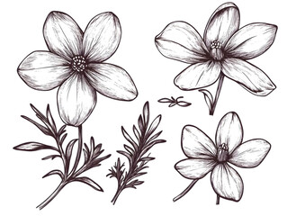 Delicate Botanical Illustration of Flowers and Leaves with Black Outline