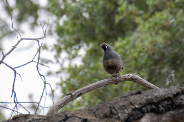 California Quail, quail, clinging to an oak tree deadwood branch during morning spring hours in the outdoors