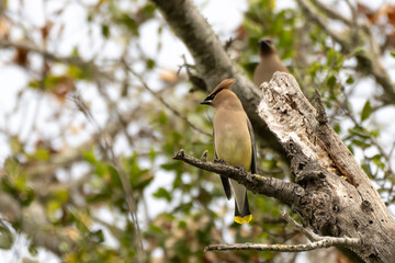 Cedar Waxwing clinging to an oak tree during morning spring hours in the outdoors