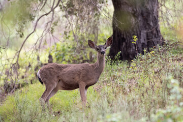 Female deer blends into the oak tree forrest background while looking straight ahead across the meadow