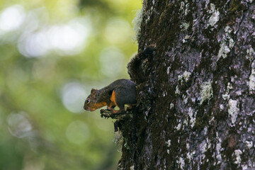 Squirrel climbing a mossy tree trunk amid lush green forest foliage