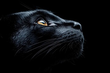 Close-up of a Black Cat's Mysterious Gaze