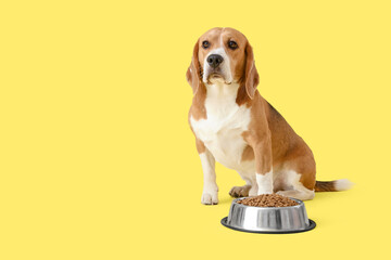Cute Beagle dog sitting near bowl with dry food on yellow background