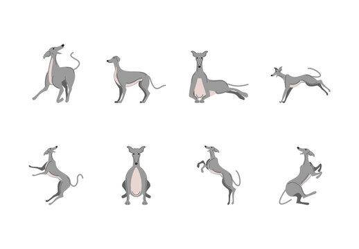 Gray And Beige Greyhound Dog Poses Illustration Set
