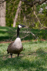 Fototapeta premium Canada Goose on a Golf Course