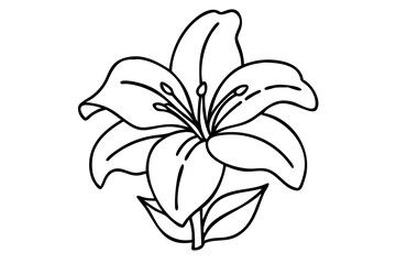 Amaryllis Line Art, Elegant Floral Illustration, Minimalist Amaryllis Drawing
