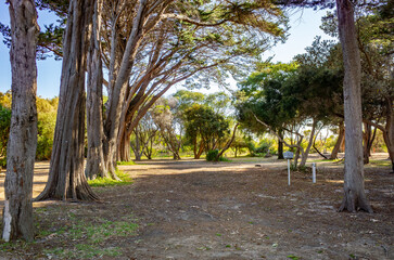 Background texture of an open campground or outdoor campsite in Australia with tall, mature trees providing shade, dirt ground, and power utility poles facility.