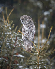 Great Gray Owl Roosting in the Pine Trees