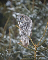 Great Gray Owl Roosting in the Pine trees