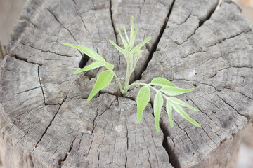 New development and renewal business concept of emerging leadership success as old cut down tree...