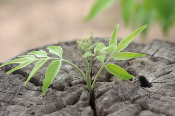 New development and renewal business concept of emerging leadership success as old cut down tree...