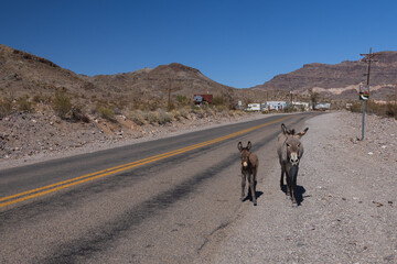 Wild burros in the road
