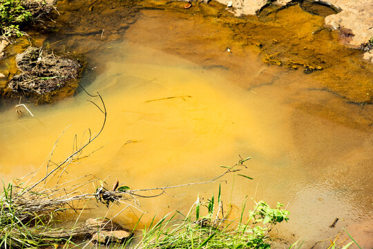 Algenbewuchs in einem Gew&auml;sser