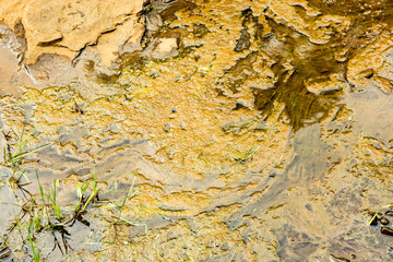 Algenbewuchs in einem Gewässer