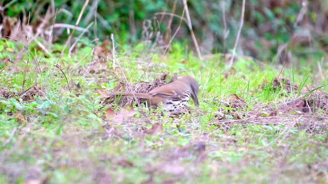 Witness a Long-billed Thrasher aggressively foraging on the forest floor, amidst a mix of green grass and brown fallen leaves. This energetic bird actively flings leaves and other debris aside