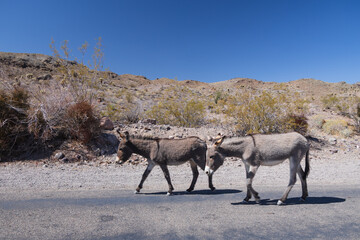 Wild burros on the side of the road