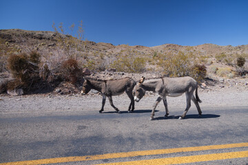 Wild burros on the side of the road