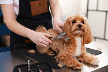 Woman cutting dog's hair with scissors indoors, closeup. Pet grooming