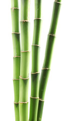 Obraz premium Decorative green bamboo stems isolated on white