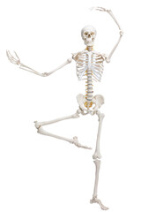 Artificial human skeleton model isolated on white