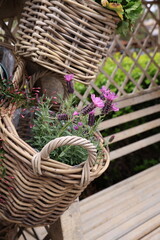 lavender in baskets