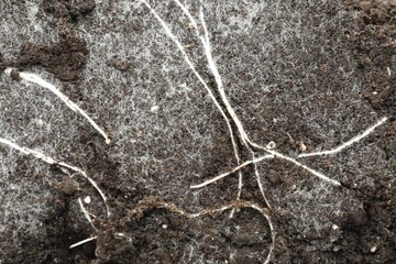 Soil with roots and white mold, top view