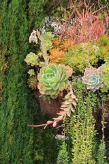 succulent hanging pot