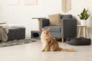Maine Coon cat on floor in bedroom