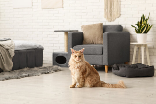 Maine Coon cat on floor in bedroom