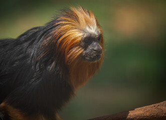 golden-headed lion tamarin (Leontopithecus chrysomelas)