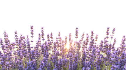 A panoramic view of lavender field isolated on white background