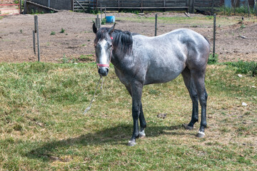 Majestic gray horse with red halter in sunny rural paddock