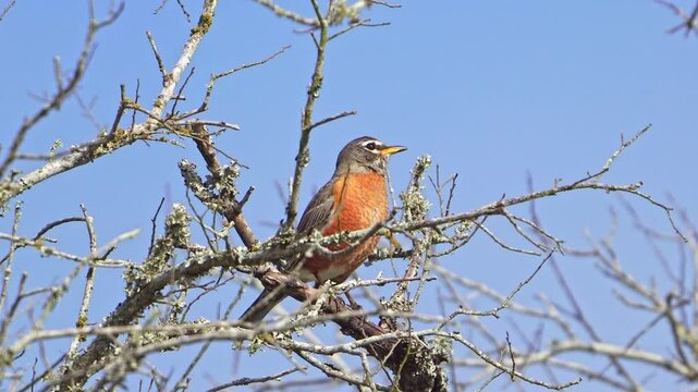 The bright red breast of a Robin is prominently featured as it sits at the very top of a bare tree in the soft morning light, calling out to a vibrant chorus of other birds.