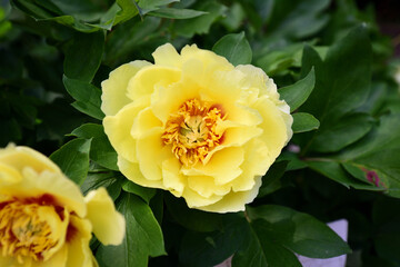 バラの花