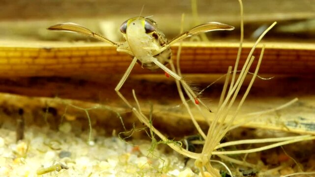 Adult Water Boatman (Cymatia americana) underwater in a pond, subduing and feeding on a newly captured amphipod (Hyalella sp.), face-on macro close-up. 