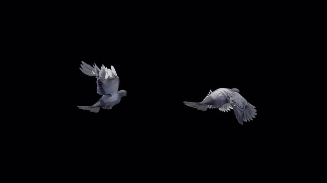 2 Pigeon Birds- Flying Loop - Aerial Back Side Angle View - Alpha Channel - Realistic naturalistic cinematic 4K UHD 3D animation with isolated on transparent background