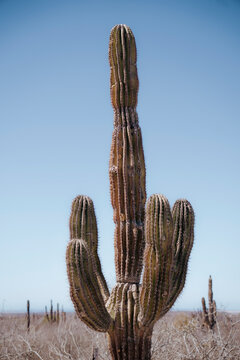 Cactus en el desierto