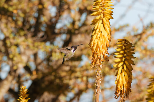 Colibr&iacute; en Baja California Sur 