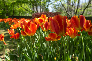 Red and Yellow Tulip Petals in Garden