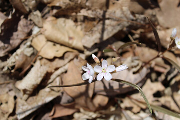 Two isolated spring beauty wildflower blooms with brown leaves on the ground at Camp Ground Road Woods in Des Plaines, Illinois