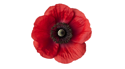 A red poppy flower capture isolated on white background 