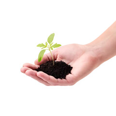 young plant in hand