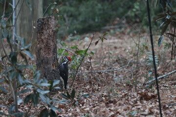 Pileated woodpecker on stump