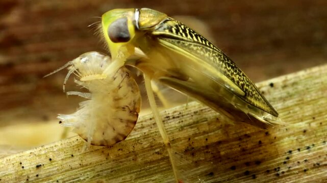 Adult Water Boatman (Cymatia americana) underwater in a pond, feeding on a captured amphipod (Hyalella sp.), lateral close-up with stylet visible penetrating the body. 