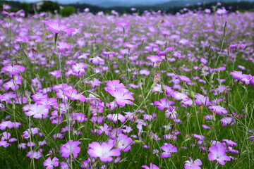 ムギナデシコの花