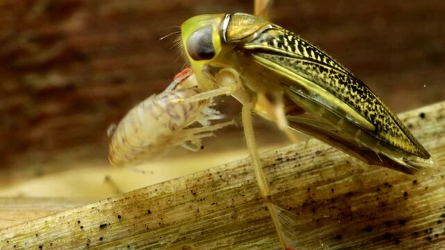 Adult Water Boatman (Cymatia americana) underwater in a pond, feeding on a captured amphipod (Hyalella sp.), lateral macro close-up. 