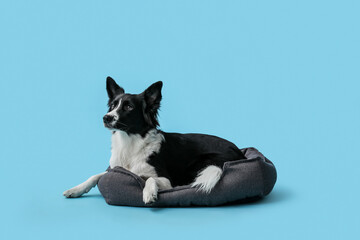 Cute Border Collie dog lying in pet bed on blue background