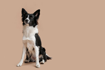 Cute Border Collie dog sitting on beige background