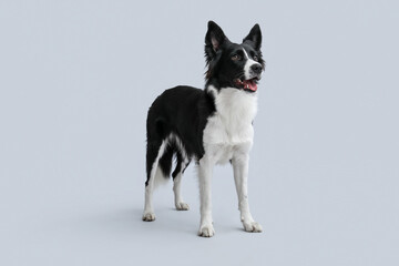 Cute Border Collie dog on grey background